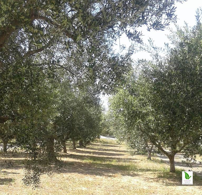 http://eleaoliveoil.com/_uimages/KATSETOS%20LAND%20CORINTH%20OLIVE%20TREES%20SUSTAINABLE%20GROWTH%20MANAGEMENT.jpg